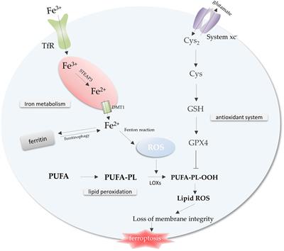 Emerging roles of ferroptosis in glioma